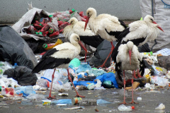 I miejsce w kategorii Bocian w akcji - Krystyna Szymańska