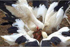 I miejsce w kategorii Bocian w akcji - Krystyna Szymanska - Chcemy jesc