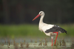 I miejsce w kategorii Bocian Biały - Wojciech Nawrocki - Bocian_bialo-czarno-czerwony
