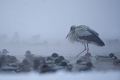 Łukasz Boch - Ostatnia oaza