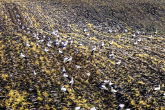 Milka Pietrzak - Stadnie w głodzie