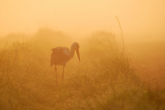 Tomasz Okoniewski - Śniadnie na trawie