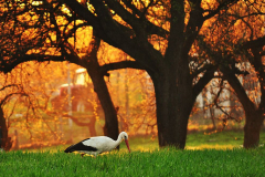 Urszula Bracha - Przed zachodem slonca