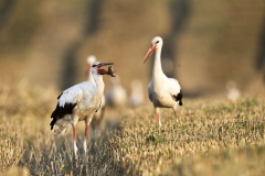 Anna Wensław - Łowcy myszy
