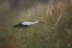 Marcin Nadolski - Smakosz