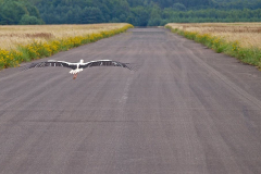 Radosław Architekt - Lądowanie