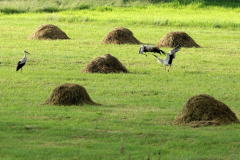 Renata Zarychta - Obserwator