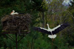 Wieslawa Nowakowska - Budowa gniazda
