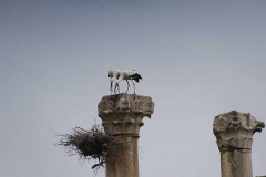 Dominika Kustosz - Wspolny dom