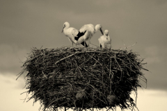 Magdalena Antonowicz - Ostatni bastion