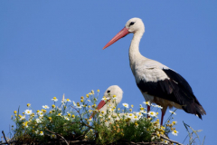 Tomasz Sobecki - Domowy ogrodek