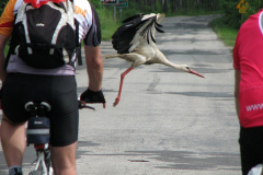 Jan Ulicki - Rowerowy bocian