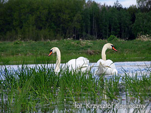 Rezerwat społeczny „Polder”